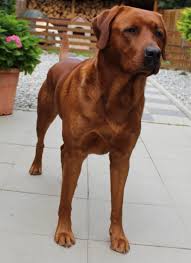 Ob hunde in not oder welpen, dieses kennenlernen ist enorm wichtig, damit halter und hund am ende zu einem eingeschworenen team werden. Foxred Rude Jason Labrador Vom Schussental