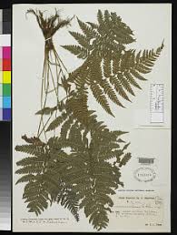 Image result for Amauropelta bergiana