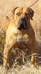 6 boerbull puppies for sale. Males Elite Boerboels 1 South African Mastiff Boerboel Breeder In Europe