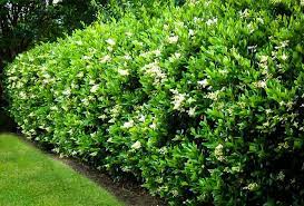 Wavy Leaf Privet Ligustrum Hedges Landscaping Privacy Landscaping Arborvitae Landscaping