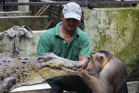 Untuk mendapatkan berbagai manfaat dari tanaman ini, anda dapat langsung mengkonsumsinya atau anda dapat. Taman Buaya Asam Kumbang Seputar Medan