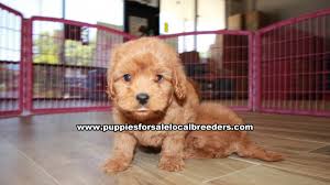 Is a cavapoo the right dog for you? Beautiful Red Cavapoo Puppies For Sale Gwinnett County Georgia At Lawrenceville Puppies For Sale Local Breeders