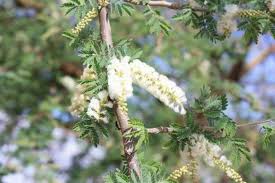 Image result for Lindackeria fragrans