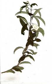 Image result for Ozoroa