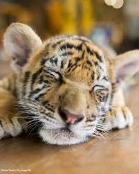 We cherish them as entertaining companions, and we love them deeply for the joy they bring to our lives. Why Exotic Animals Make The Worst Pets Leading To Needless Suffering The Rainforest Site News