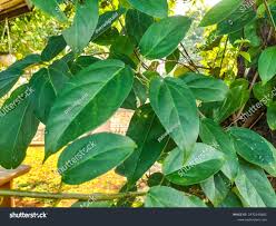 Image result for Grona barbata