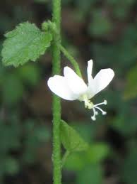 Image result for Hibiscus micranthus