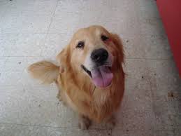 Golden Retriever Dorados Raza Pura Con Pedigree Int 6 000 00 En Mercadolibre Golden Retriever Golden Retriever Dorado Perros Cachorros