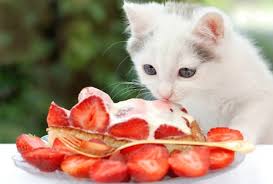 And if you have a cat in your neighbourhood the cats can eat your teddy bear hamster. Can Cats Eat Strawberries Are Strawberries Good Or Bad For Cats
