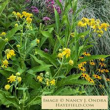 Image result for Alvesia clerodendroides