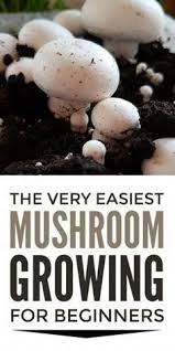 How To Grow Mushrooms At Home Indoors Simple Tips For Beginners For Growing Mushrooms Mushrooms Mushroomgrowing Mushroomkit Stuffed Mushrooms Growing Mushrooms Growing Mushrooms At Home