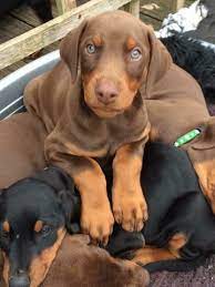Download our new orleans food & travel guide to your kindle, smartphone, or tablet and get the inside scoop on the best quintessentially nola dishes and drinks, plus a bonus eyw itinerary: Doberman Pinscher Puppy Dog For Sale In New Orleans Louisiana