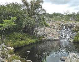 Image result for Buchnera chimanimaniensis