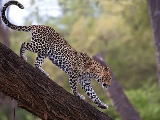 6 Days Kenyan Northern Circuit Safari Gallery