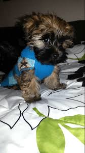 They are up to date on all shots and dewormer. Shorkie Puppies For Sale Sacramento Ca 68952 Petzlover