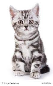 bkh kitten britisch kurzhaar babies vom zuchter abzugeben hier gibt es informationen zur rasse i markt de kat britisch kurzhaar bkh katzen katzen rassen