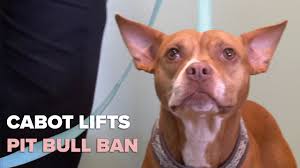 Services may include sitting services, specialized bedding and dog walking. Pitbull Ban Lifted In Cabot Hoping To Turn Around Negative Stigma For Breed Thv11 Com