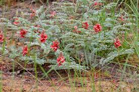 Image result for Indigofera ormocarpoides