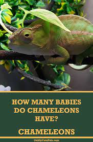 How Many Babies Do Chameleons Have Chameleon Chameleon Care Baby Chameleon