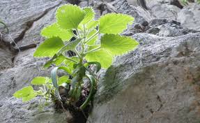 Image result for Aeollanthus subacaulis