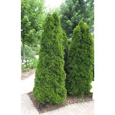 Online Orchards 1 Gal Emerald Green Arborvitae Shrub Cfar001 The Home Depot