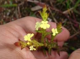 Image result for Striga hallaei