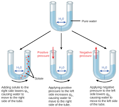 Learn vocabulary, terms and more with flashcards, games and other. Transport Of Water And Solutes In Plants Biology For Majors Ii