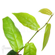 Image result for Fuirena sagittata