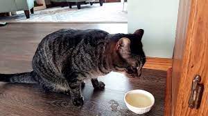 Cats Like Catnip Tea Which Causes Kitty Wrestling Youtube