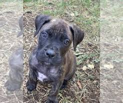 1 brindle boy & 2 brindle girls are available puppies were born. View Ad Bullmastiff Puppy For Sale Near California Thousand Oaks Usa Adn 141901