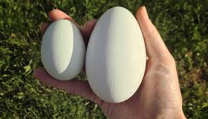 Goose Lays Golden Egg At The Lost Gardens