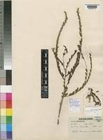 Image result for Phyllanthus glaucophyllus