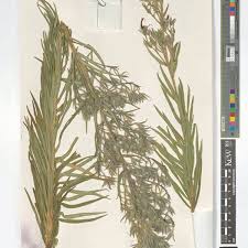 Image result for Cystostemon