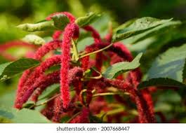 Image result for Amaranthaceae