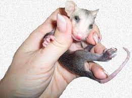 Their coat is coarse of a grayish brown color but on the head, their face is of a white color. Caring For Orphaned Baby Opossums