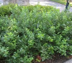 Image result for Rhus