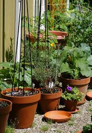 Are the roots running tightly around the perimeter? How To Grow Rosemary In Pots Indoors And The Garden Lovely Greens