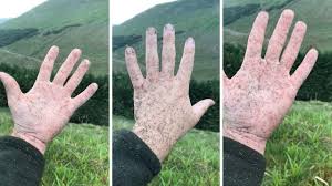 Midges can be seen throughout most of scotland, but are more numerous (and notorious!) in the north and west. A Guide To Midges Scottish Biting Midges Highland Titles