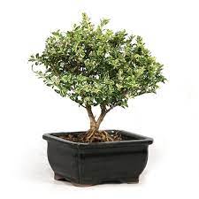 Serissa bonsai, end of growing season maintenance and serissa cuttings. Serissa Japonica Variegated Thousand Stars White Bonsai Tree