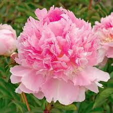 Roots that can be severed from their rhizome and planted to grow new eyes. Paeonia Eden S Perfume White Flower Farm