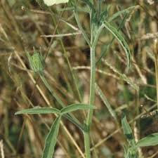 Image result for Hibiscus sidiformis