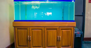 Filter merk amara merupakan salah satu merk yang cukup populer yang memiliki produk filter akuarium yang cukup baik untuk membersihkan air. 5 Kriteria Aquarium Arwana Yang Baik Beserta Persiapannya Hobinatang