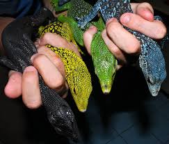 Green tree monitor for sale. Monitor Lizards Vanishing To International Trade In Pets And Skins