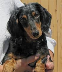 Black And Tan Long Haired Dachshund Puppy Malia Dachshund Puppies Dapple Dachshund Dachshund Love Dachshund