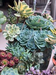 Echeveria are shallow rooted plants and therefore benefit from good levels of organic matter in the soil. Echeveria Imbricata Succulent Care Tips Lemons Anchovies