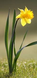 Daffodil Appropriate Today Called Osterglocke Easter Bell In My Mother Tongue German Daffodils Plants Narcissus Flower