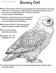 Snowy Owl Color Page Owl Coloring Pages Owl Crafts