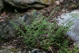 Image result for Cheilanthes botswanae