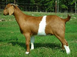 Image result for goat