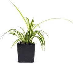 Image result for Chlorophytum